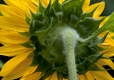 Sunflower Hidden Beauty